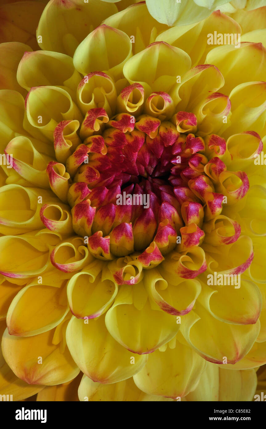 A beautiful yellow dahlia tinged with pink at the tips of the petals UK Stock Photo