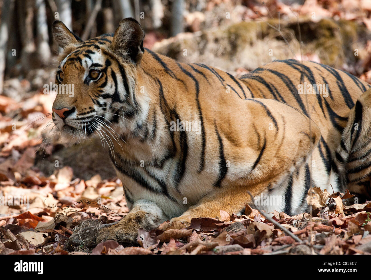 Bengal tiger stalking and watching prey (Spotted deer Stock Photo - Alamy