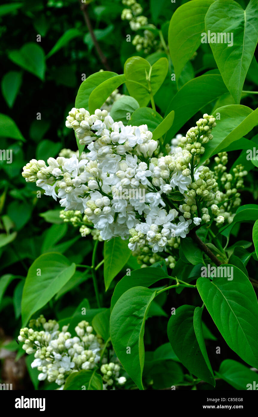 Inflorescence of Lilac Lilas (Syringa sp). Stock Photo