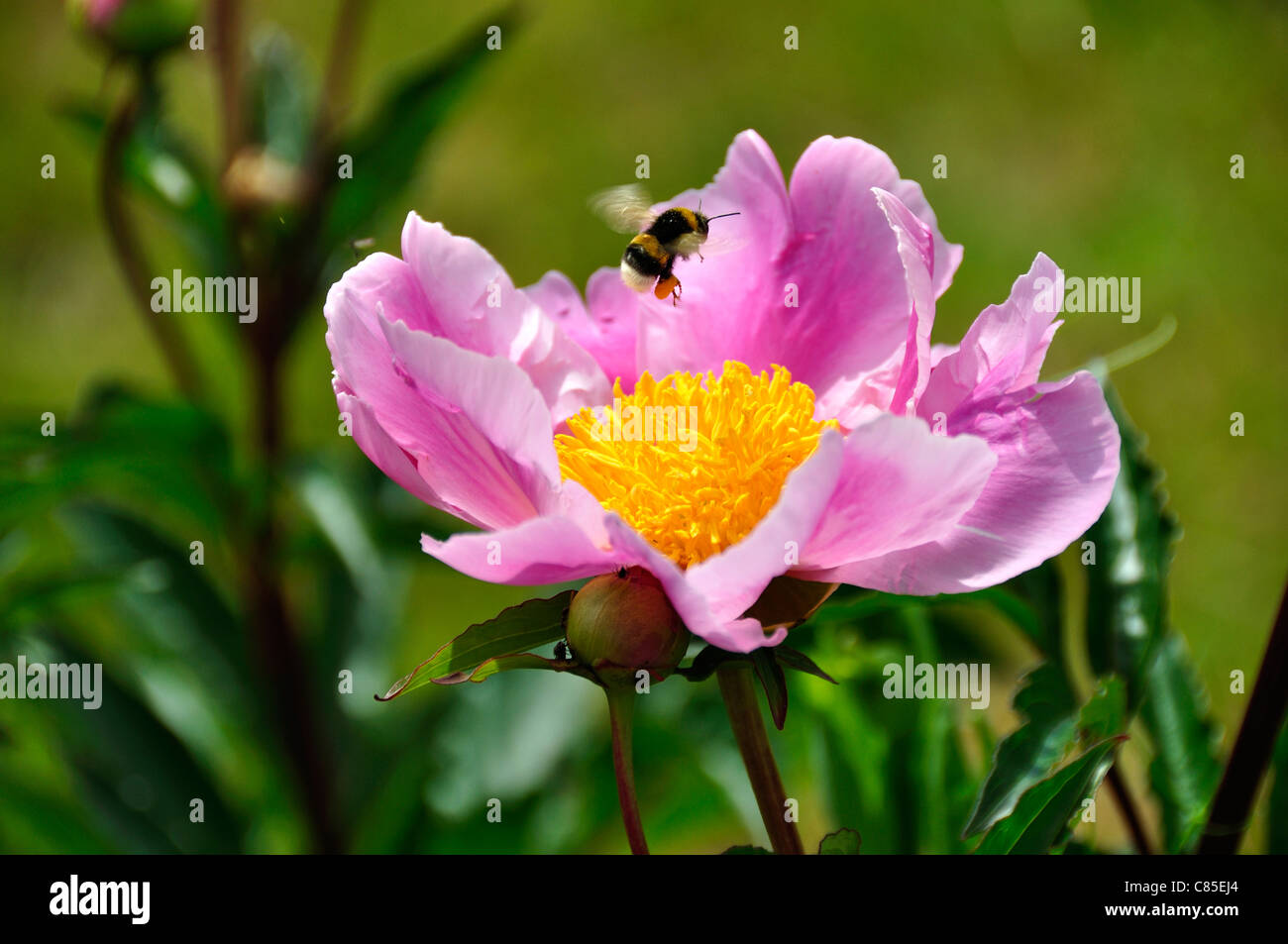 Peony (Paeonia officinalis) in bloom with a bee flies over. Stock Photo