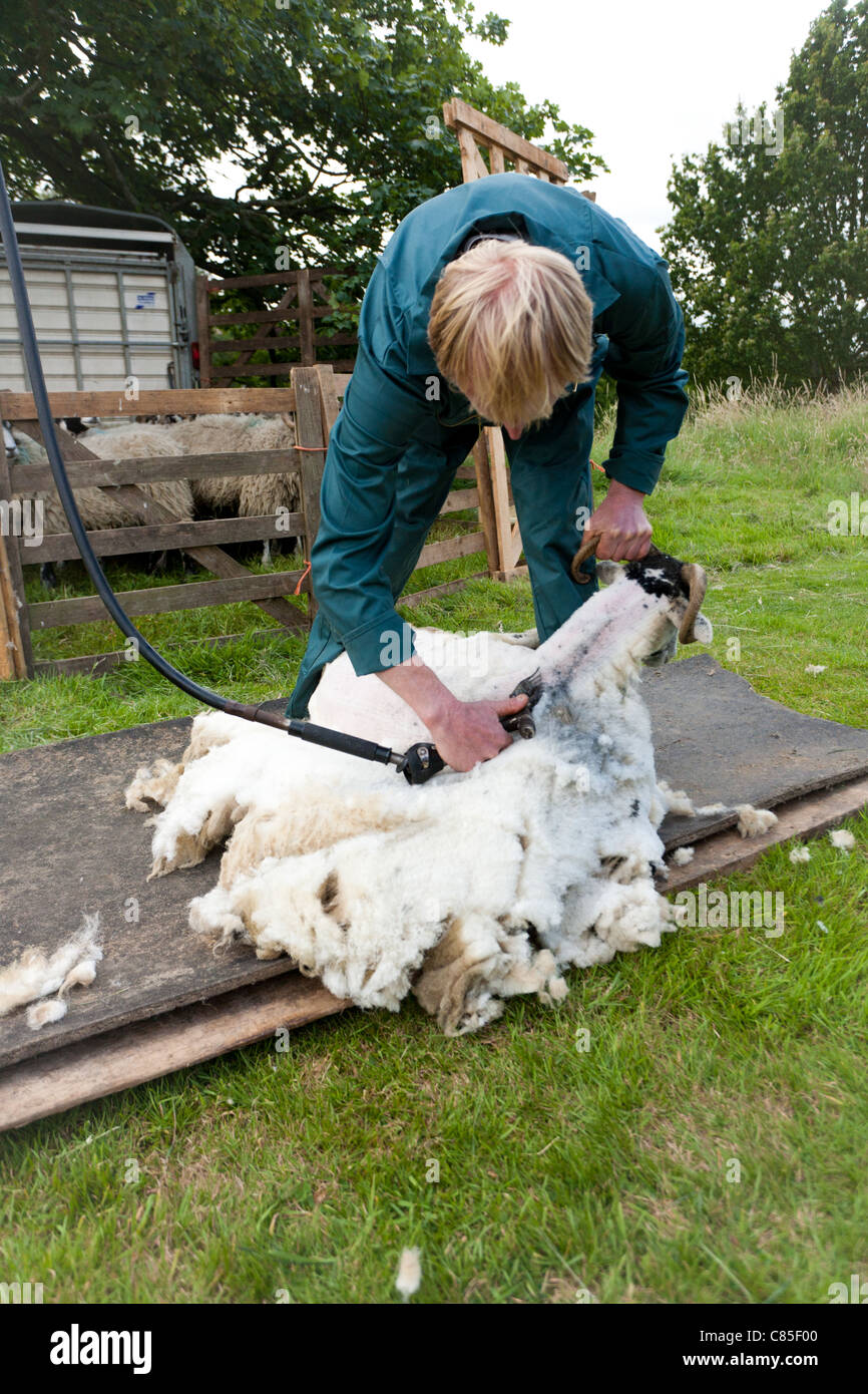 Sheep Shearer at Work, Danby, north Yorkshire Stock Photo - Alamy