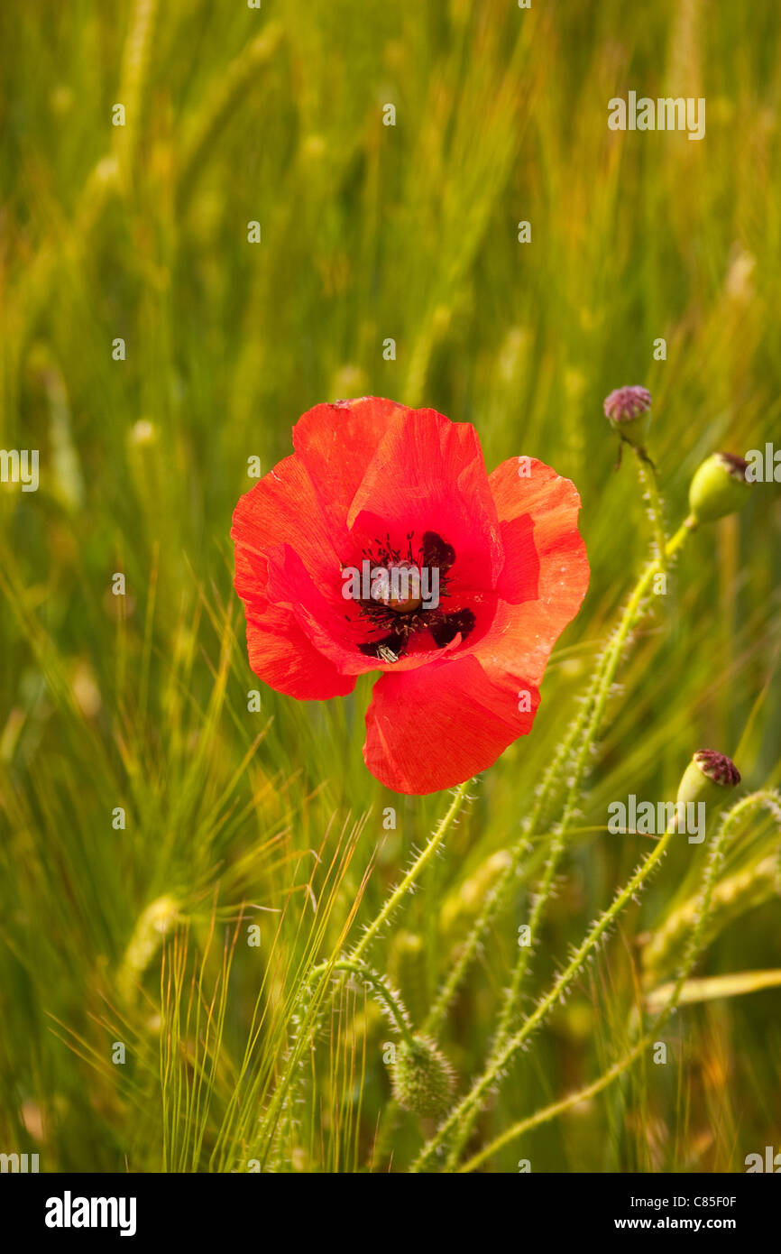 red poppy single 1 field flower green crop summer stem stalk solitude solitary grow single middle alone isolated Stock Photo
