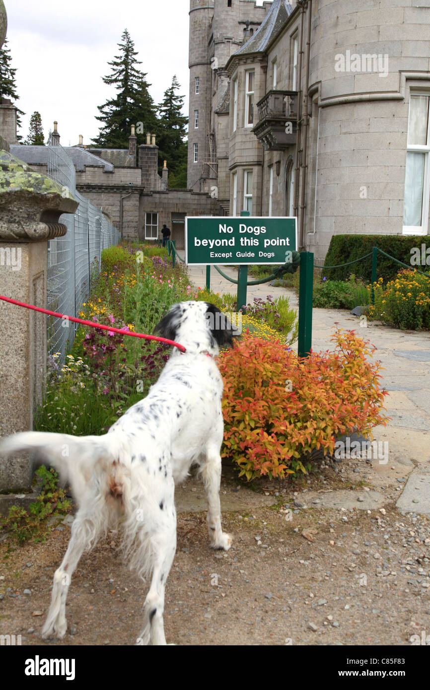 Dog stands in front of sign which says it is not allowed to go further. Focus on sign Stock Photo