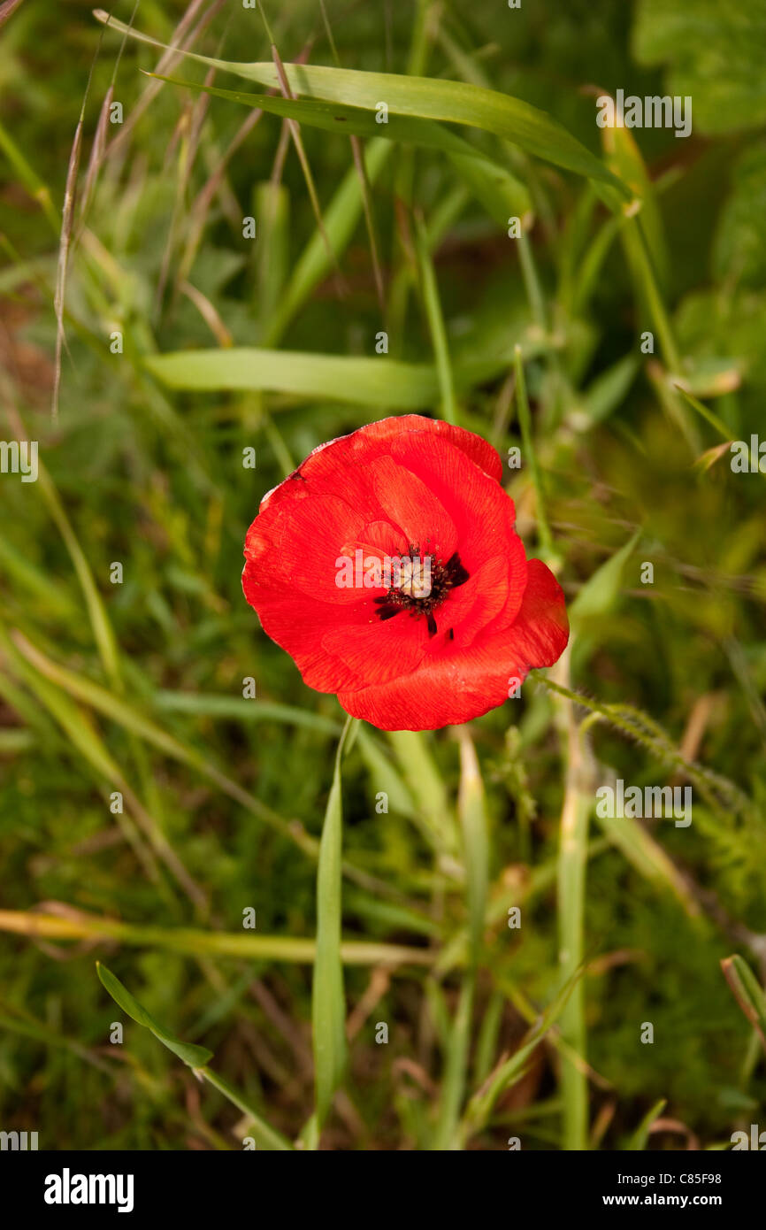 red poppy single 1 field flower green crop summer stem stalk solitude solitary grow single middle alone isolated one close Stock Photo