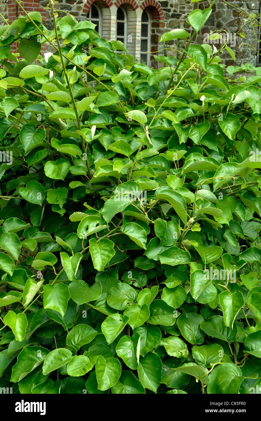 Actinidia chinensis on sale