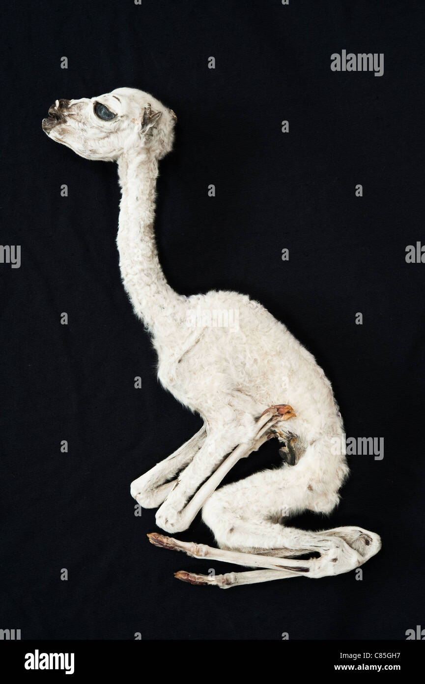 A dried llama foetus from the Witches' Market in La Paz, Bolivia - to be buried under the house for good luck Stock Photo