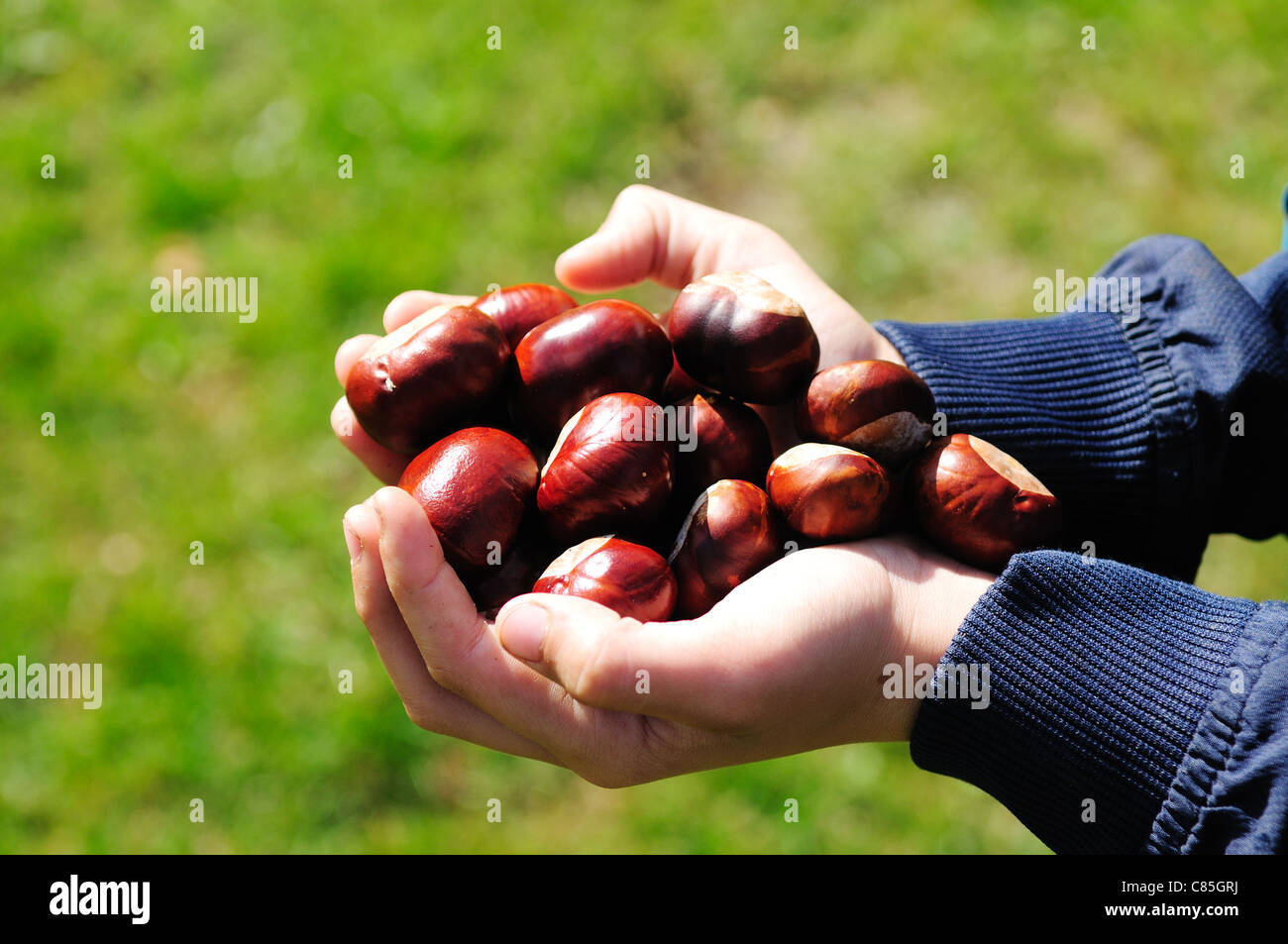 Child's Hands Holding Conkers/horse chestnuts .Aesculus Hippocastanum Stock Photo