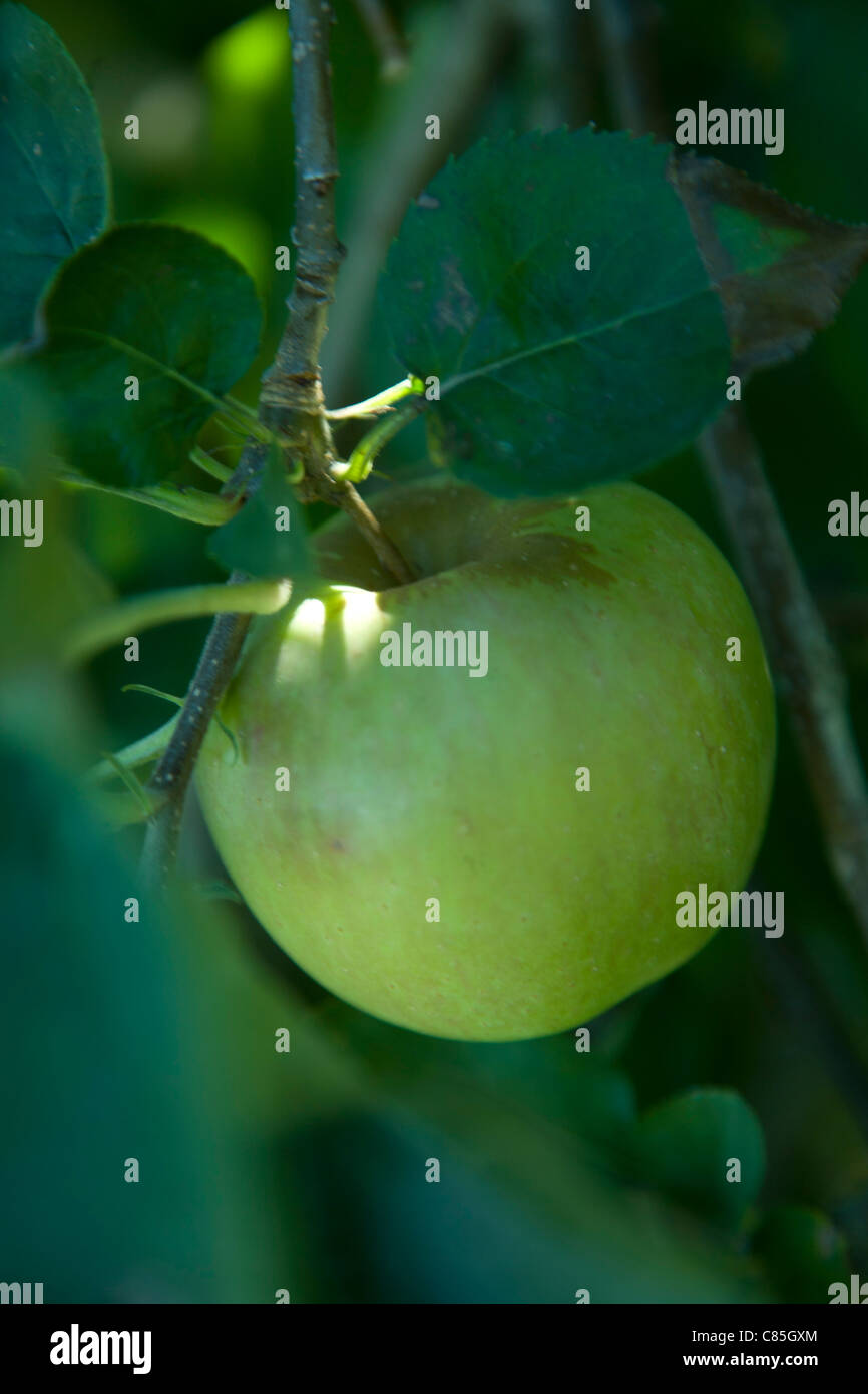 Granny Smith green apple on branch, apple tree, close up single apple