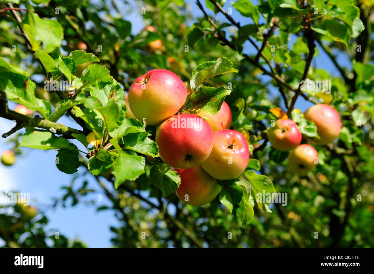 Old english apple varieties hires stock photography and images Alamy