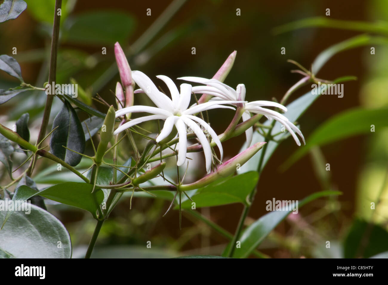 Jasminum nitidum plant in flower Stock Photo