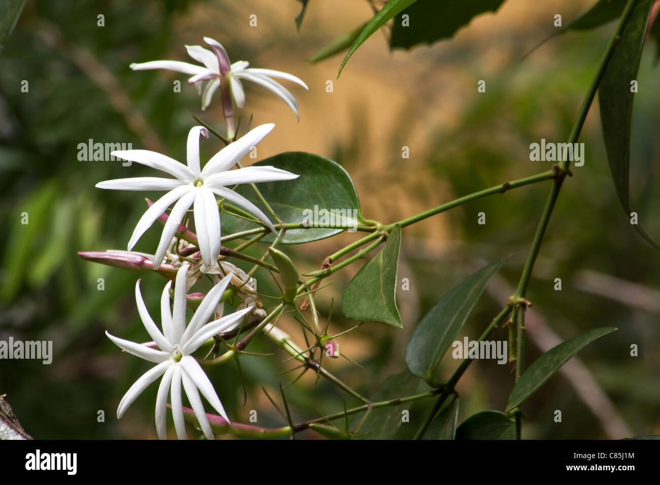 Jasminum nitidum plant in flower Stock Photo