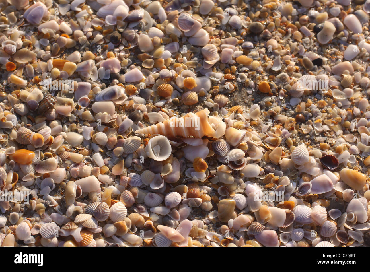 Pearls at Beach Stock Photo Alamy