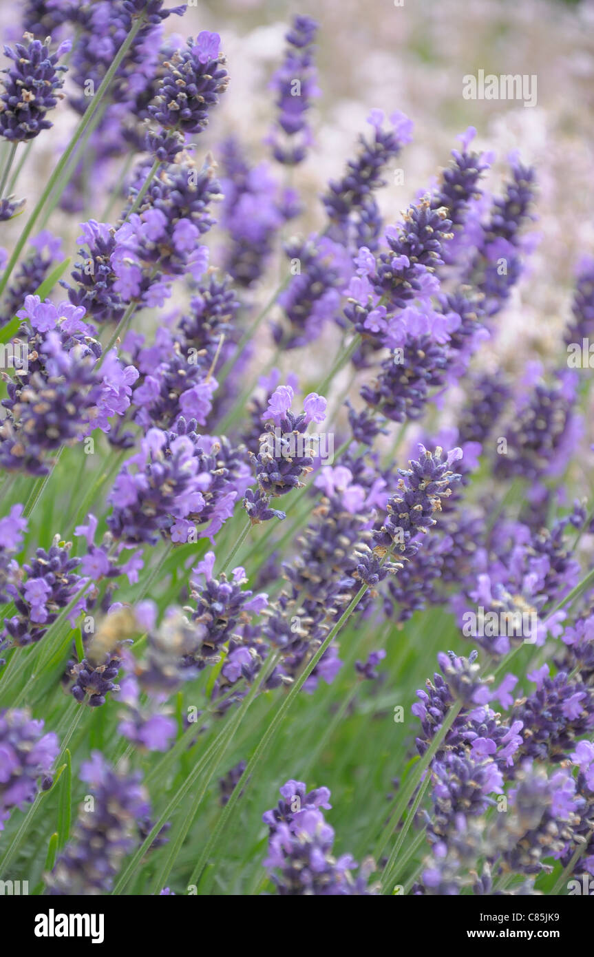 Lavender Stock Photo