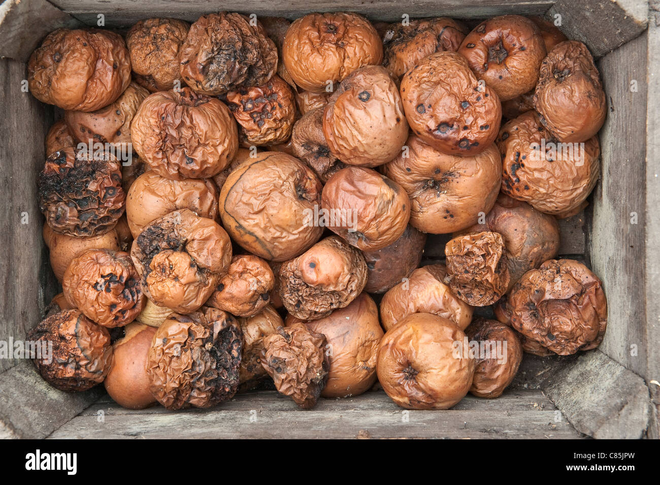 A box full of rotten apples, UK Stock Photo