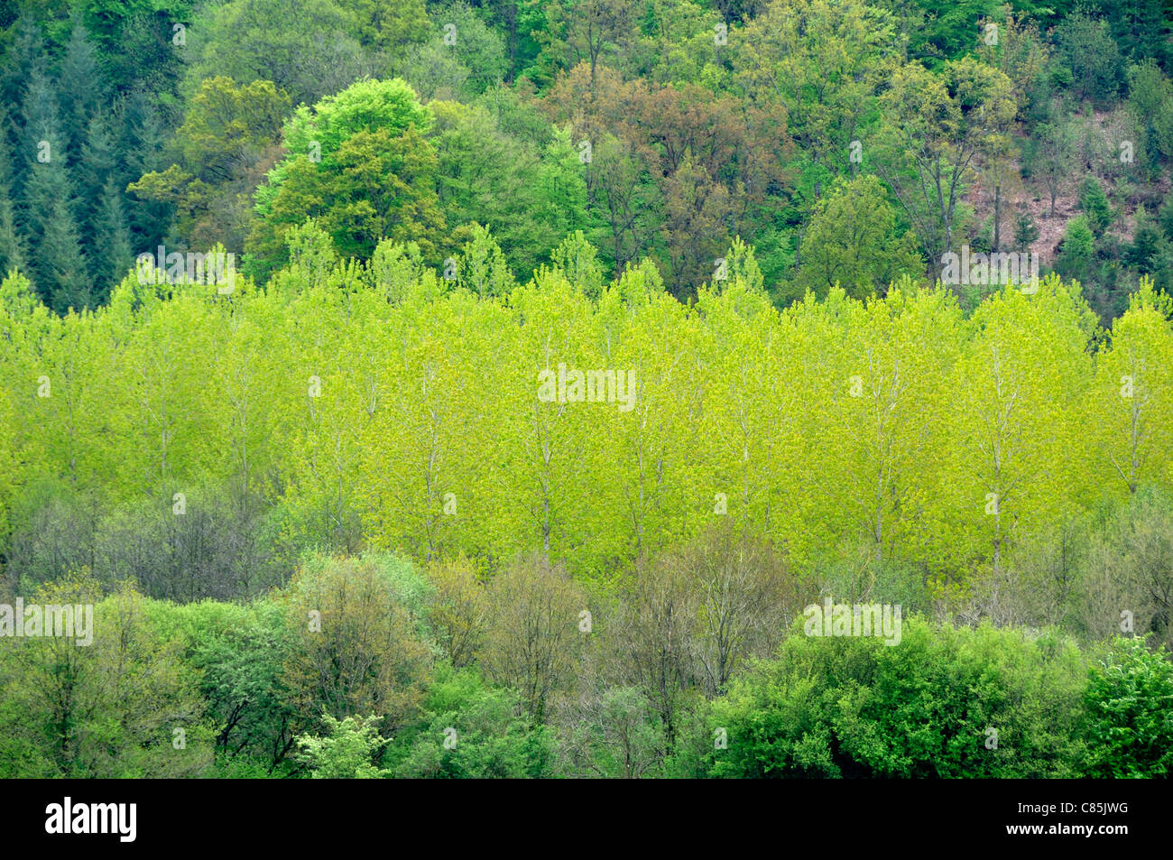 Valley of Varenne (river), poplars,  pines and oaks (Domfront, Orne, Normandy, France). Stock Photo