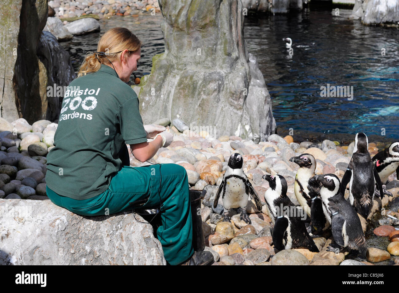 Zoo keeper at Bristol Zoo penguin enclosure feeds the penguins whilst