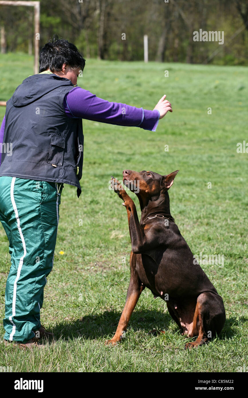 Schutzhund trained dobermans for hot sale sale