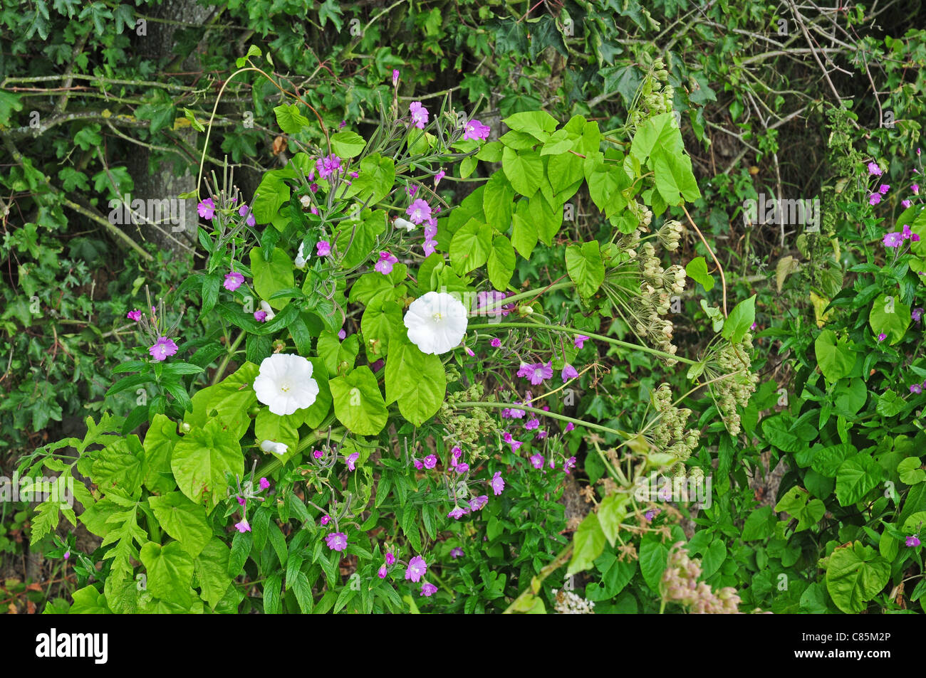 Hedge bindweed Calystegia sepium twisted round Great willowherb Epilobium hirsutum and Hogweed Heracleum sphondylium Stock Photo