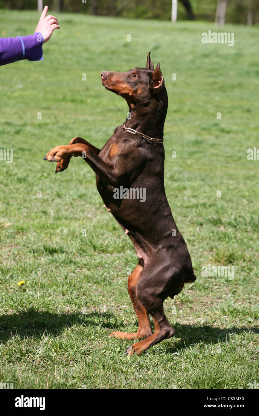 Dog training, doberman Stock Photo Alamy