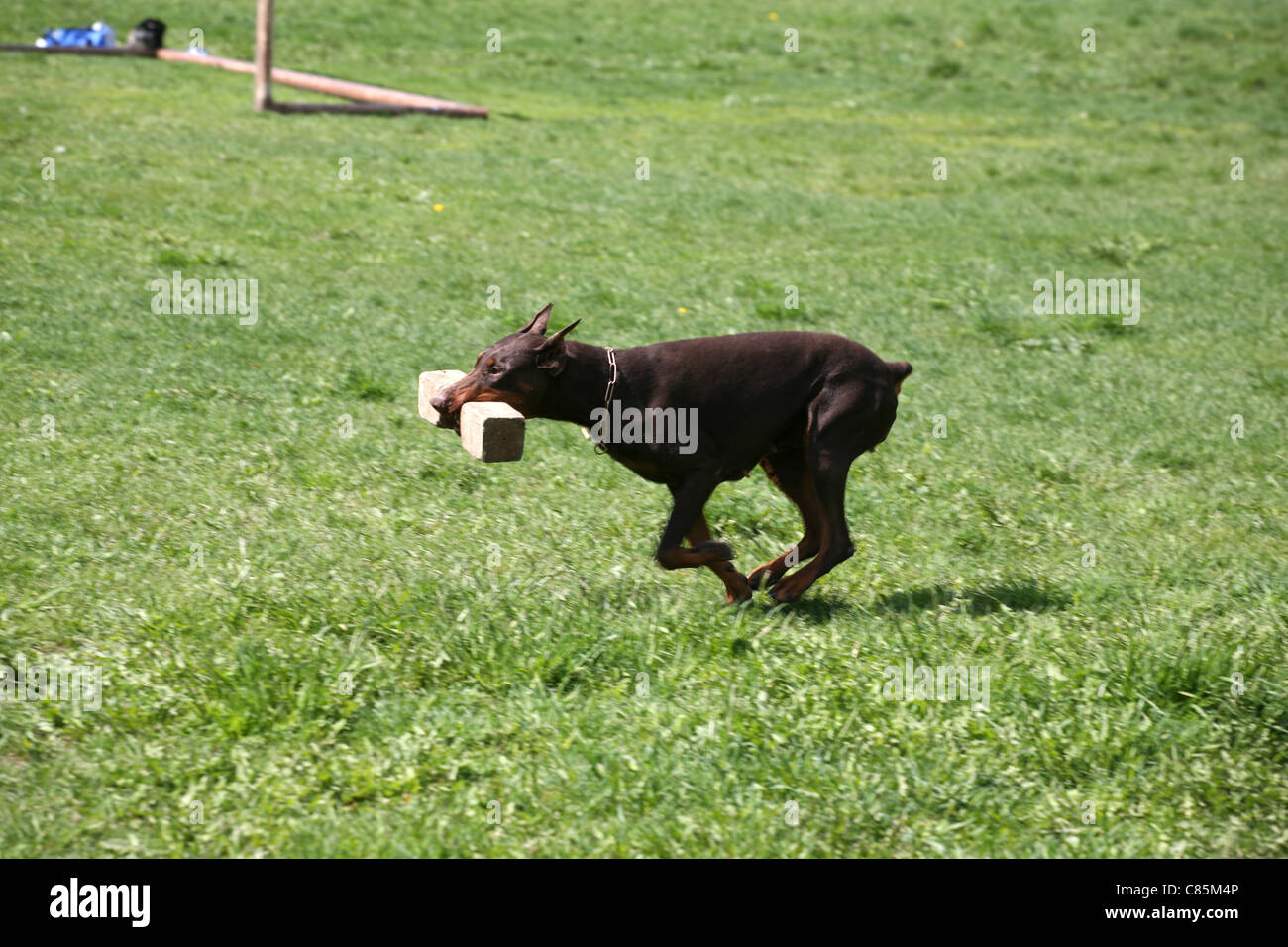 Dog training, doberman Stock Photo Alamy