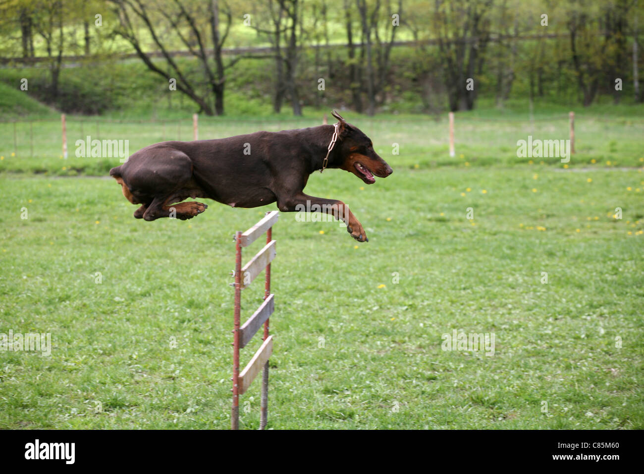 Doberman pinscher guard dogs hires stock photography and images Alamy