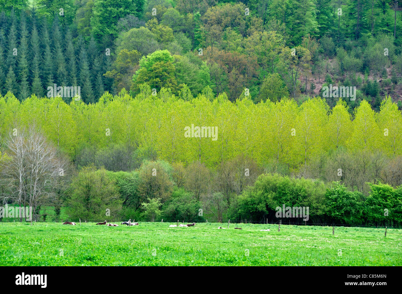 Valley of Varenne (river), meadow, poplars,  pines and oaks (Domfront, Orne, Normandy, France). Stock Photo