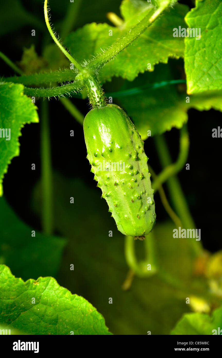 Cornichon de paris’ hires stock photography and images Alamy