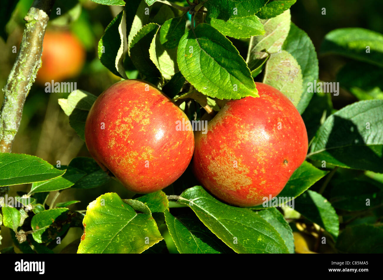 Apples on branch : Queen Pippin (malus domestica), Suzanne 's garden, Le Pas, Mayenne, Pays de la Loire, France. Stock Photo