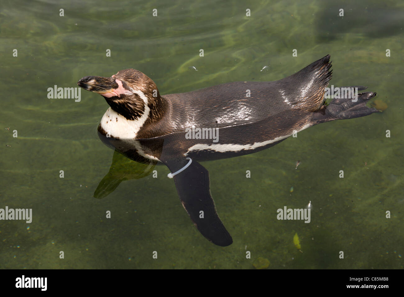 Penguin Stock Photo