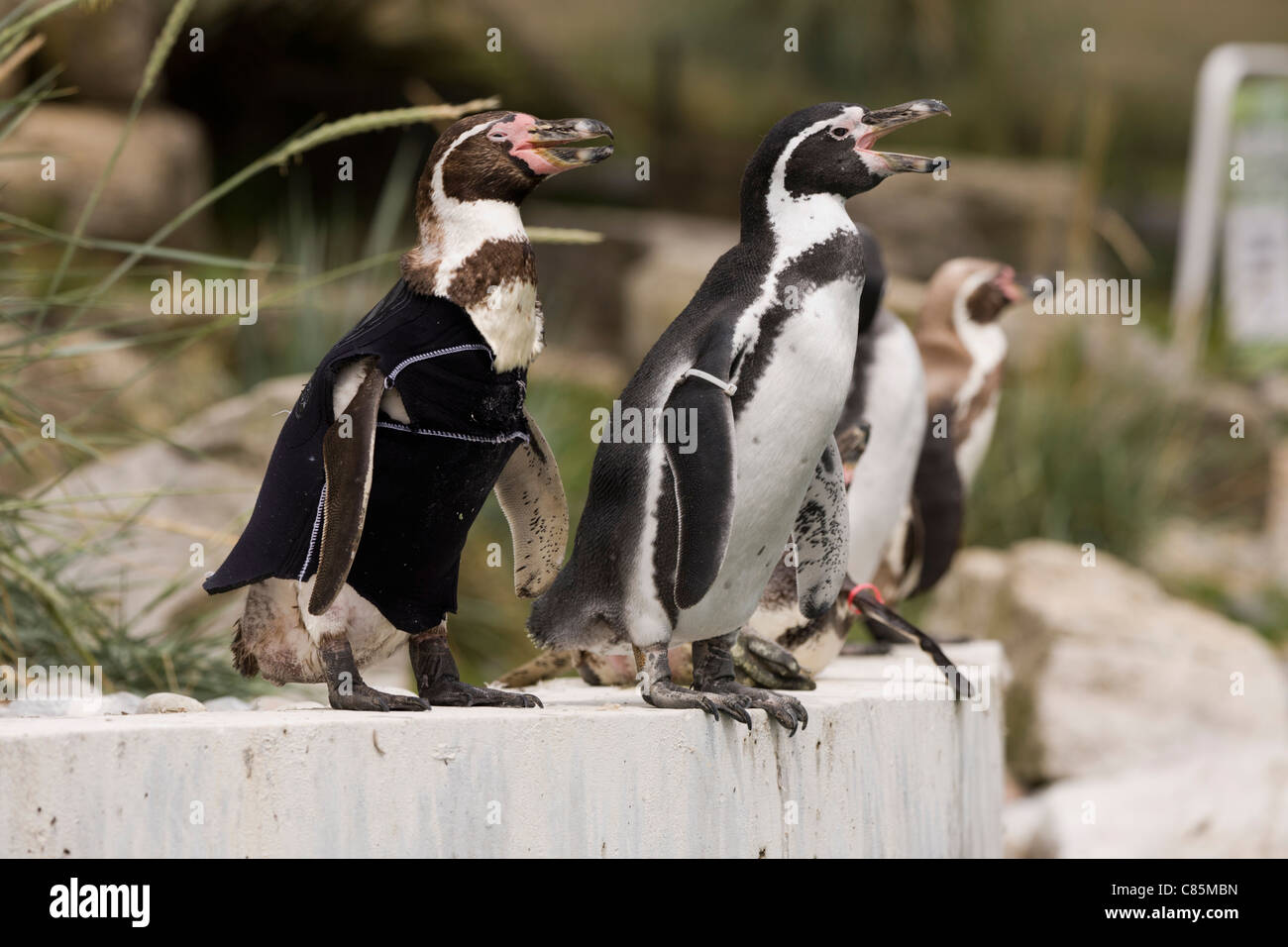 Penguins one in a makeshift wetsuit Stock Photo