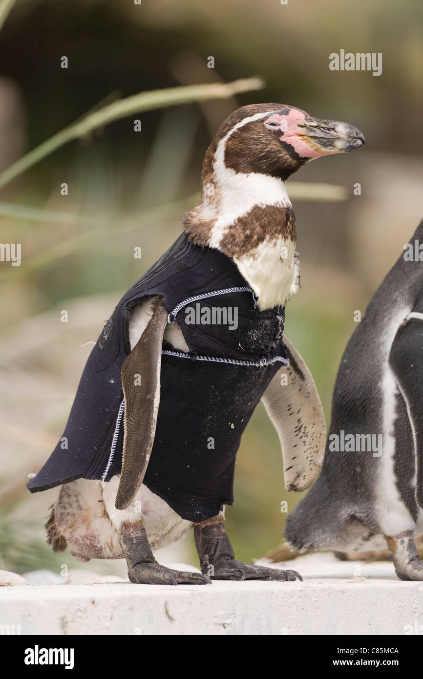 Penguin in a makeshift wetsuit Stock Photo Alamy