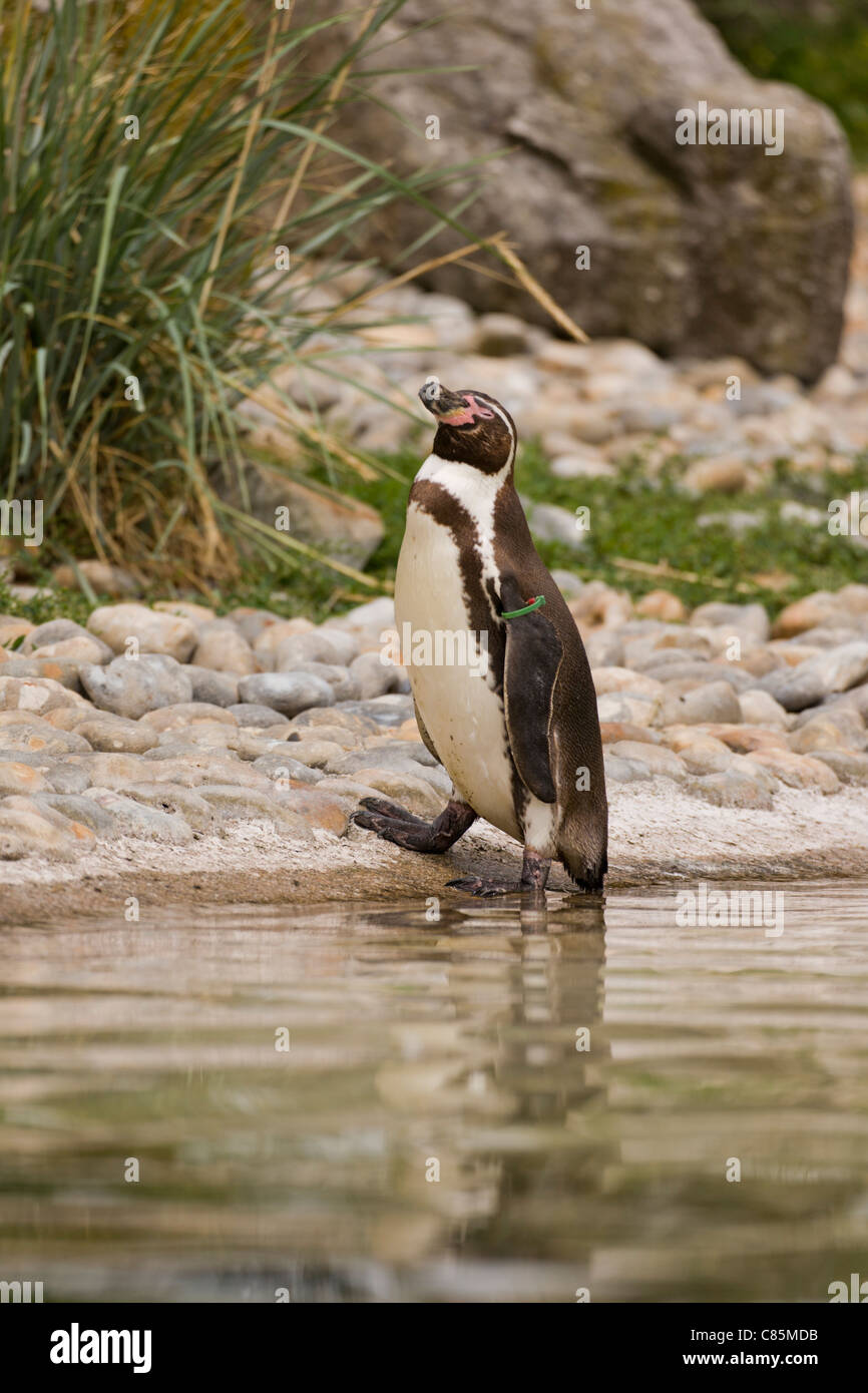 Penguins Stock Photo