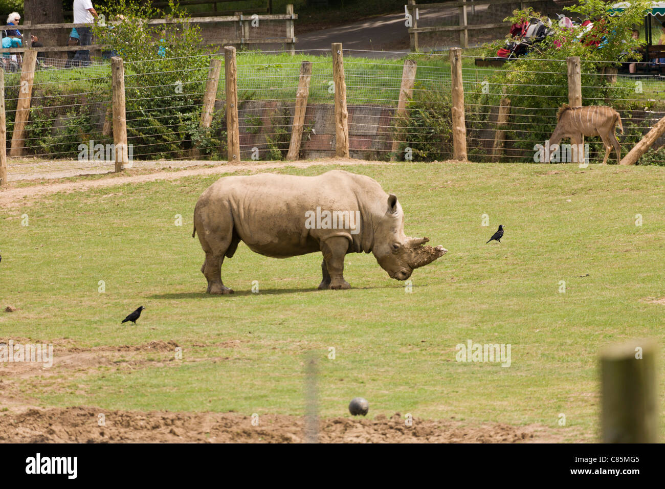 Southern White Rhino Stock Photo