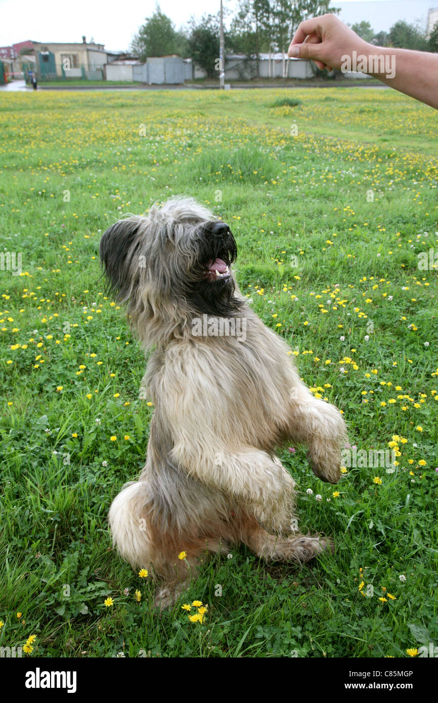 Dog training Stock Photo