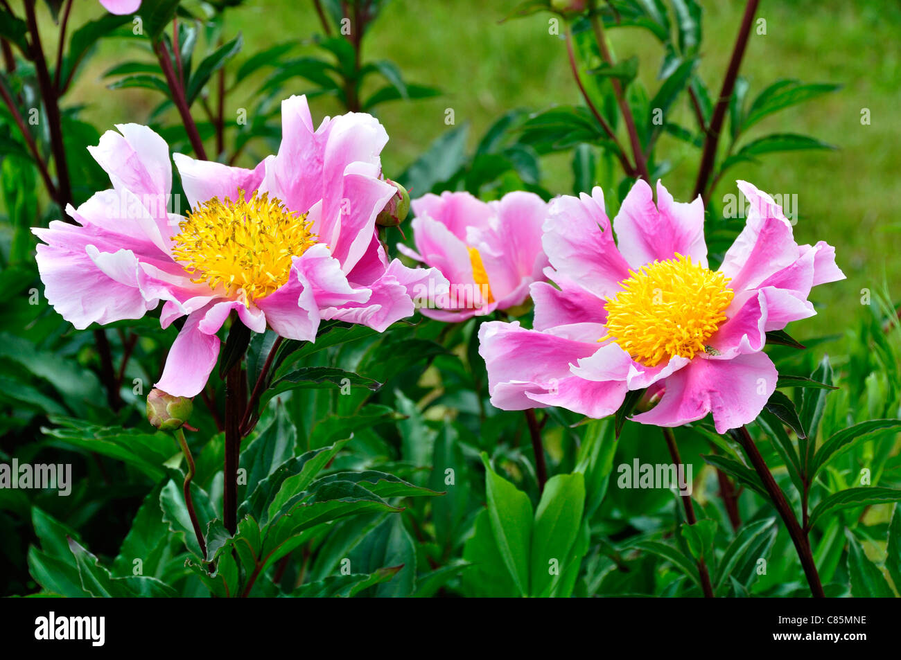 Clump of a peony (Paeonia officinalis). Stock Photo