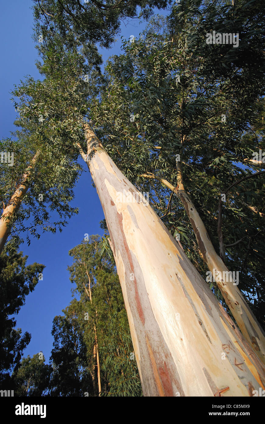TURKEY. Eucalyptus trees Eucalyptus globulus showing stripped bark. Stock Photo