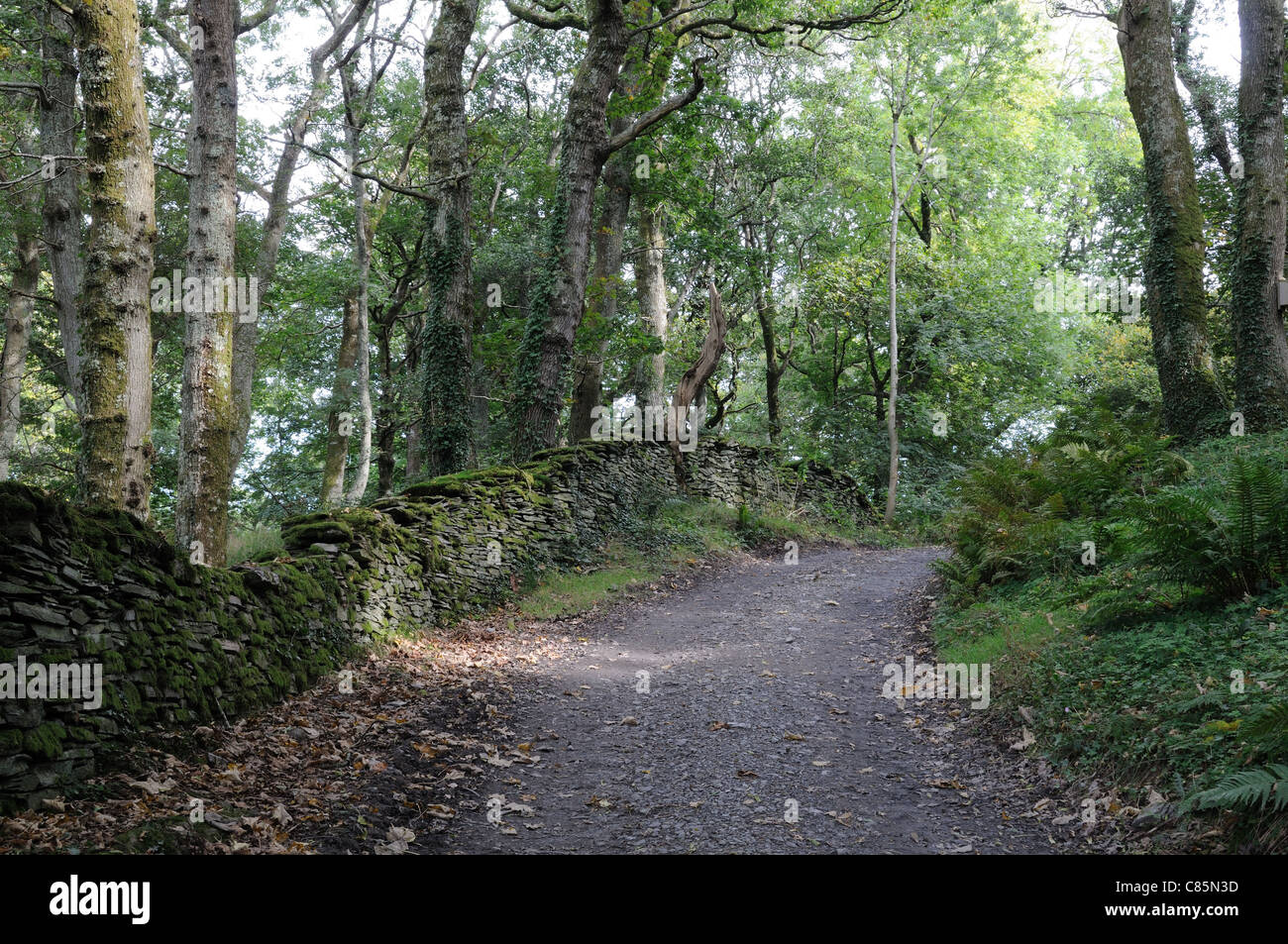 Woodland walk through RSPB Ynys Hir Nature Reserve Furnace Dyfi Valley Ceredigion Wales Cymru UK GB Stock Photo