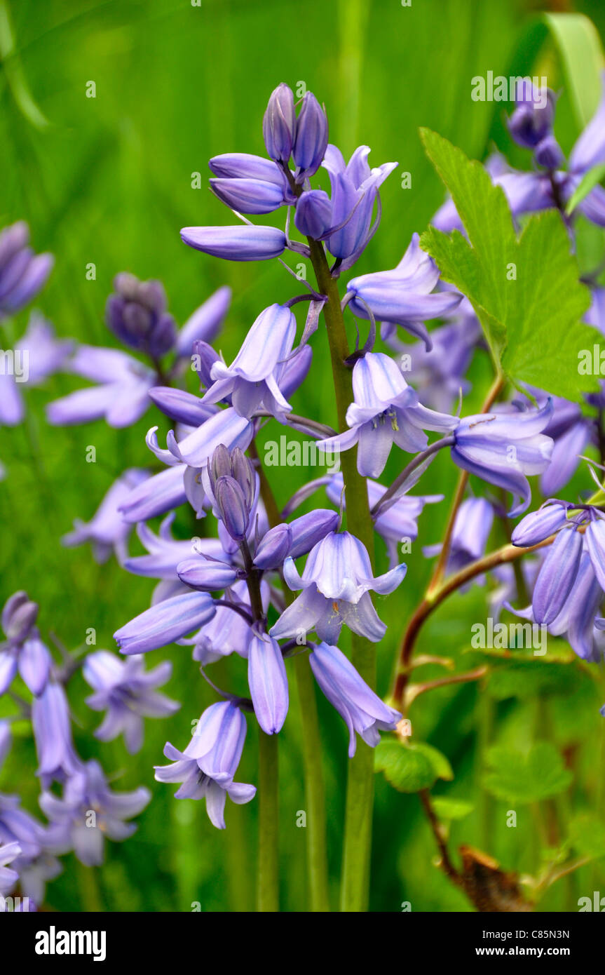 Spanish Bluebells Hyacinthoides hispanica in full bloom. Stock Photo
