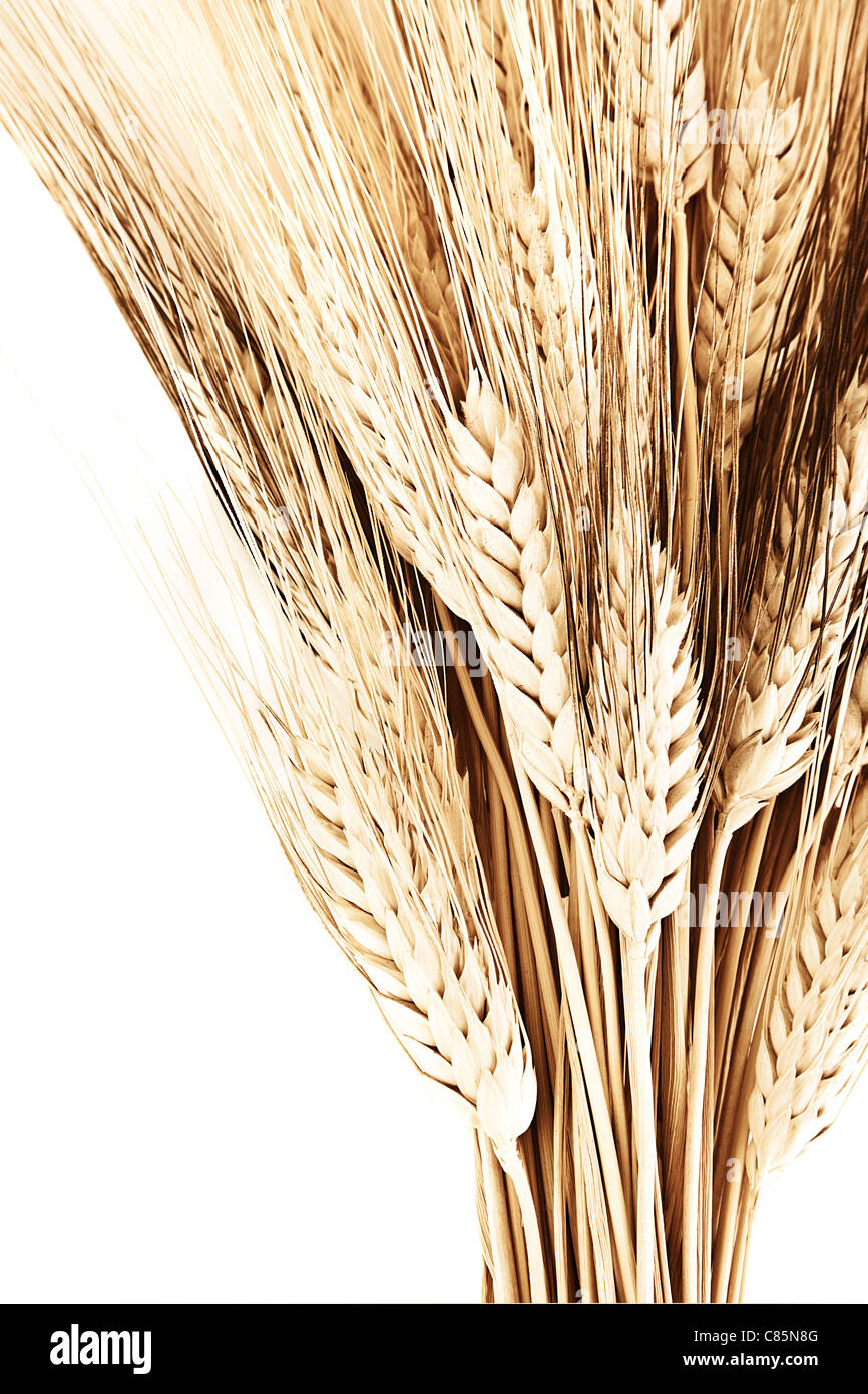 Wheat bouquet border, isolated on white background, closeup on autumn ripe plant, harvest concept Stock Photo