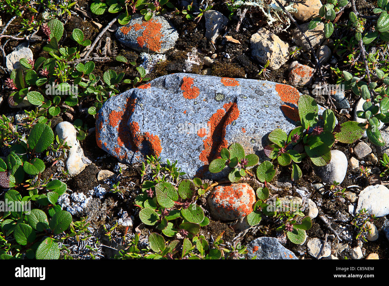 Orange crustose lichen (Caloplaca elegans) growing on a rock surrounded by crowberry plants on the shore of Hudson Bay Stock Photo