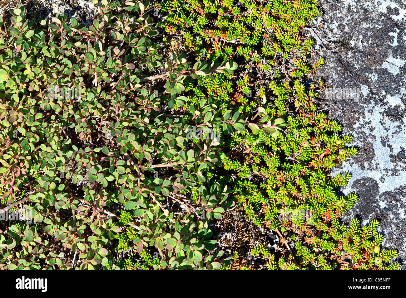 Arctic blueberry plants (Vaccinium uliginosum) growing next to crowberry (Empetrum nigrum). Stock Photo