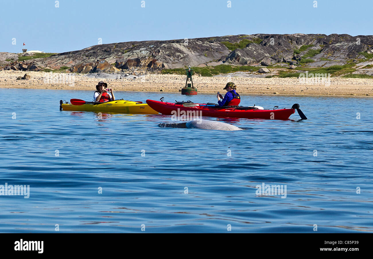 Women photograph beluga whales while kayaking on the Churchill River