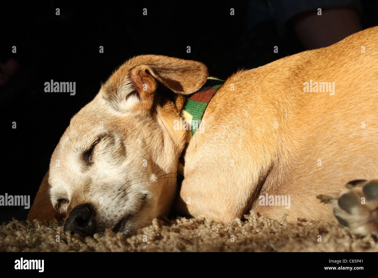 Dog Sleeping Stock Photo