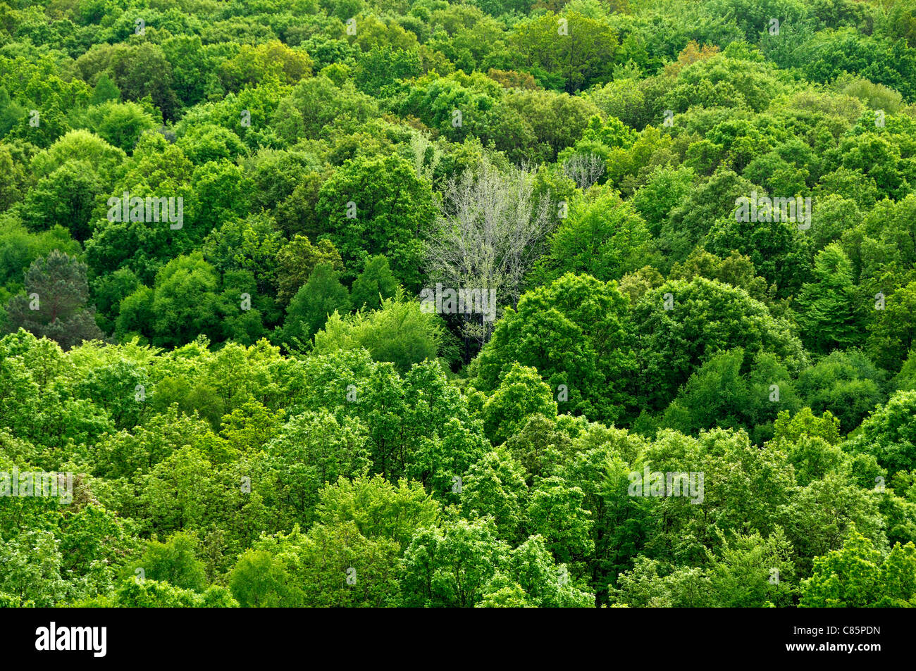 Forest, Fosse Arthour : circular walk of Rochelet (Manche-Orne), Sélune Valley (Normandy, France). Stock Photo