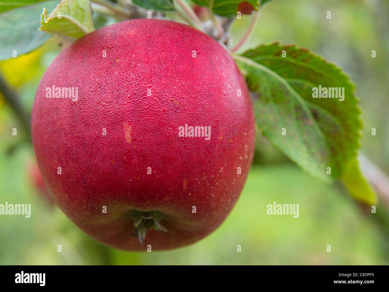 Red Apples Gloucestershire UK Stock Photo