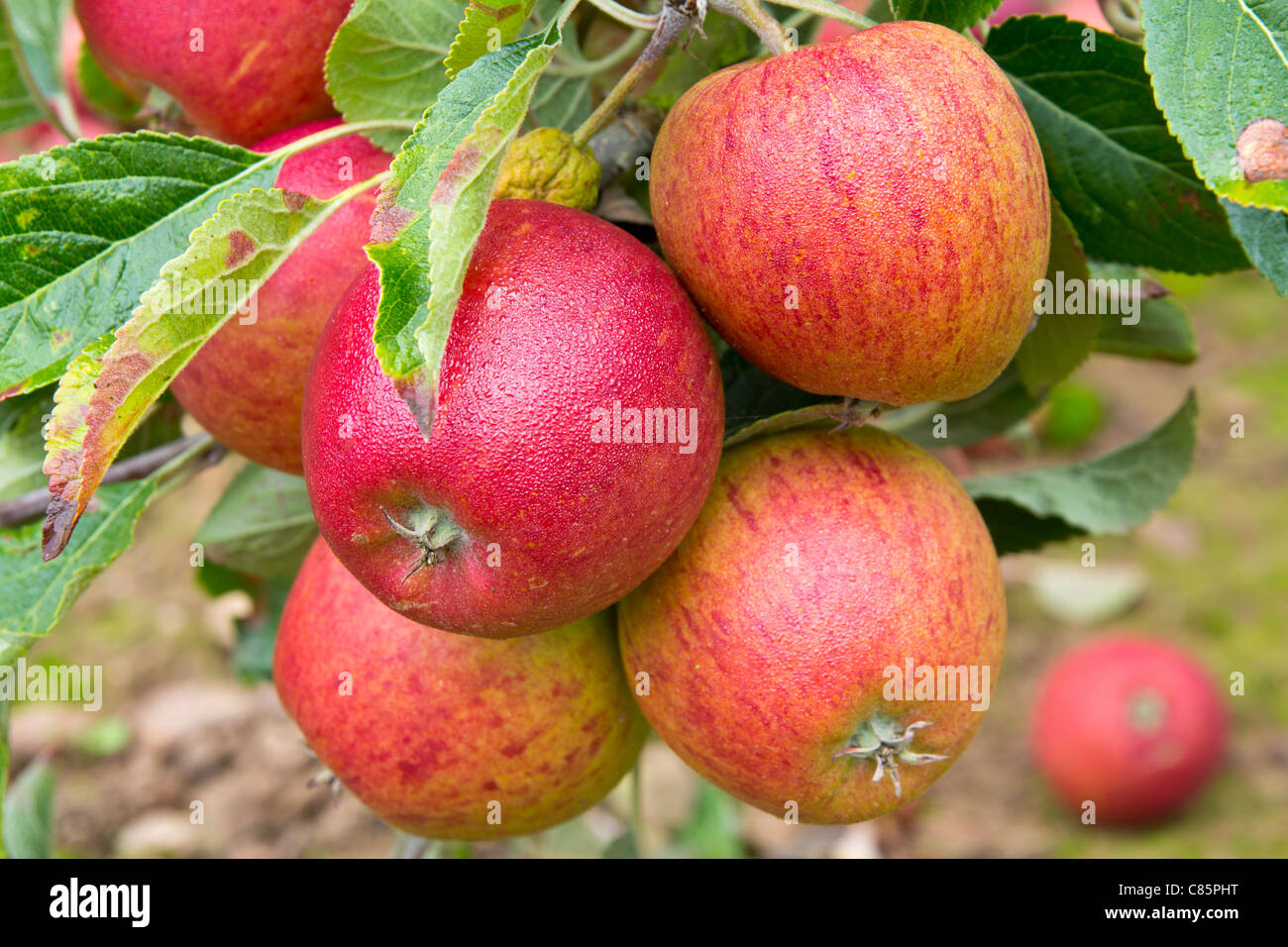 Red Apples Gloucestershire UK Stock Photo