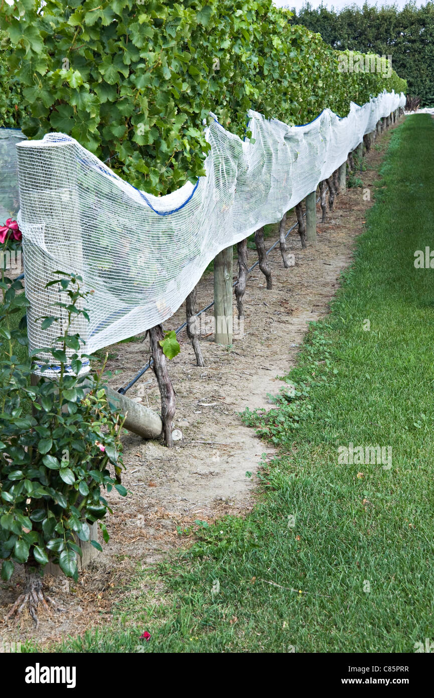 Rows of grape vines hi-res stock photography and images - Alamy