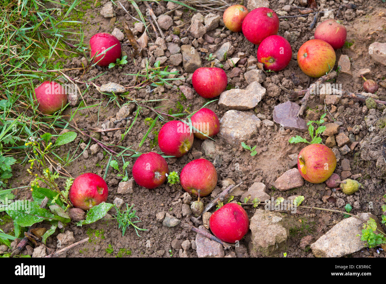 Red Apples Gloucestershire UK Stock Photo