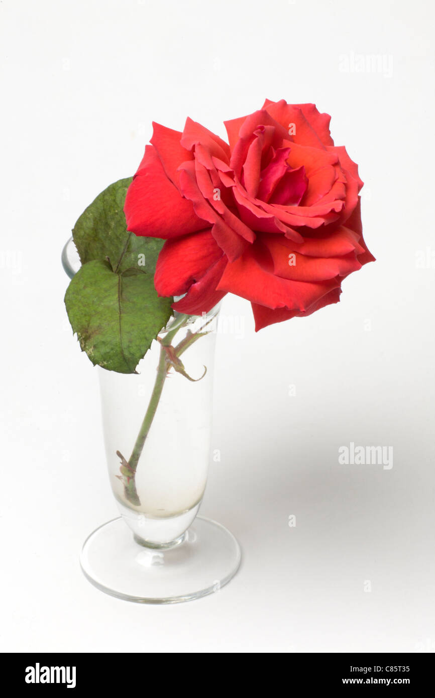 Single Red Rose In A Vase Stock Photo 39466649 Alamy