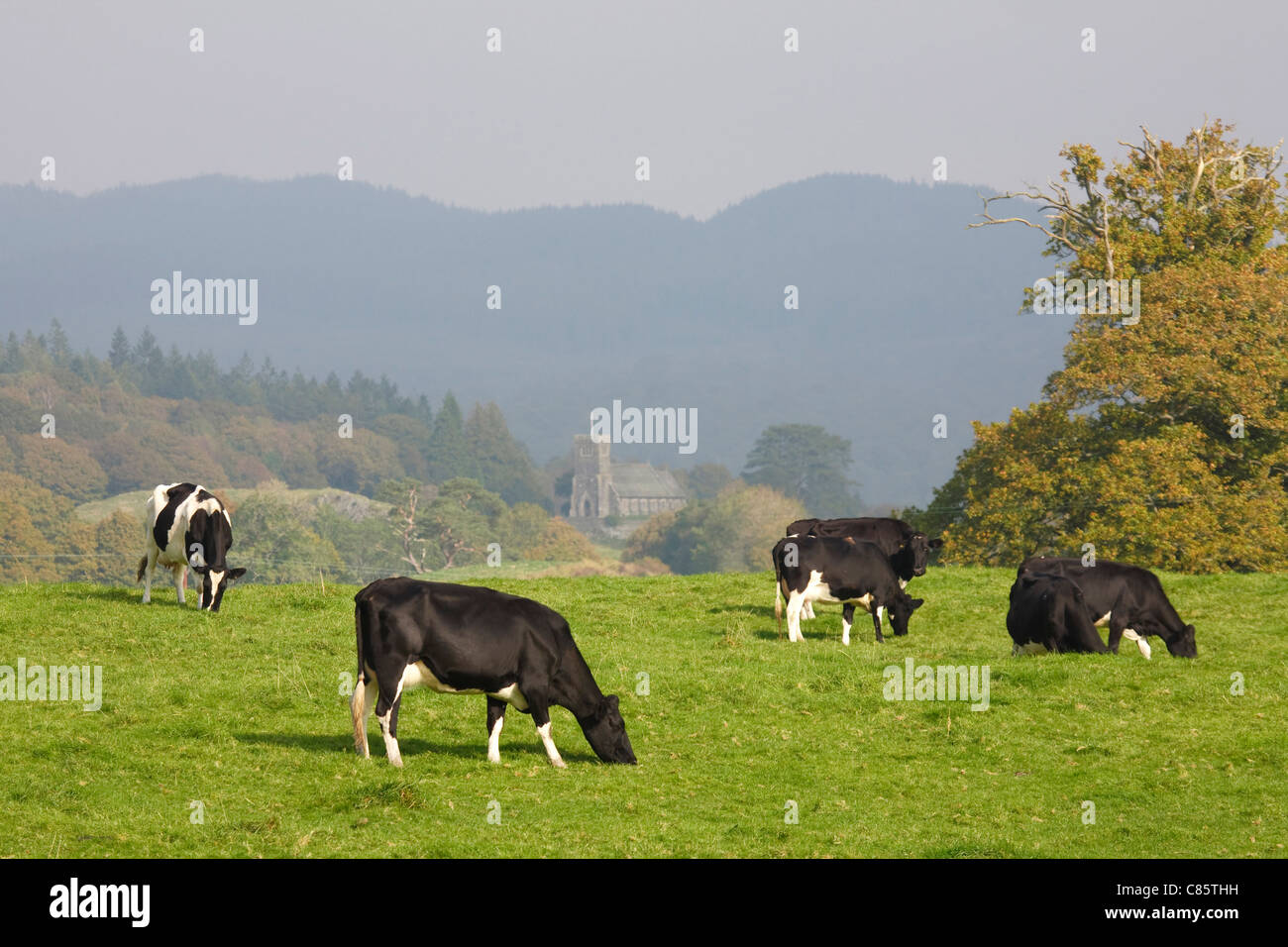 A herd of friesian cattle graze in a field in British countryside in ...